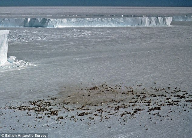 Không chỉ có băng tuyết và chim cánh cụt, Nam Cực đang nhiều thứ này đến mức quan sát được từ vũ trụ - Ảnh 3.