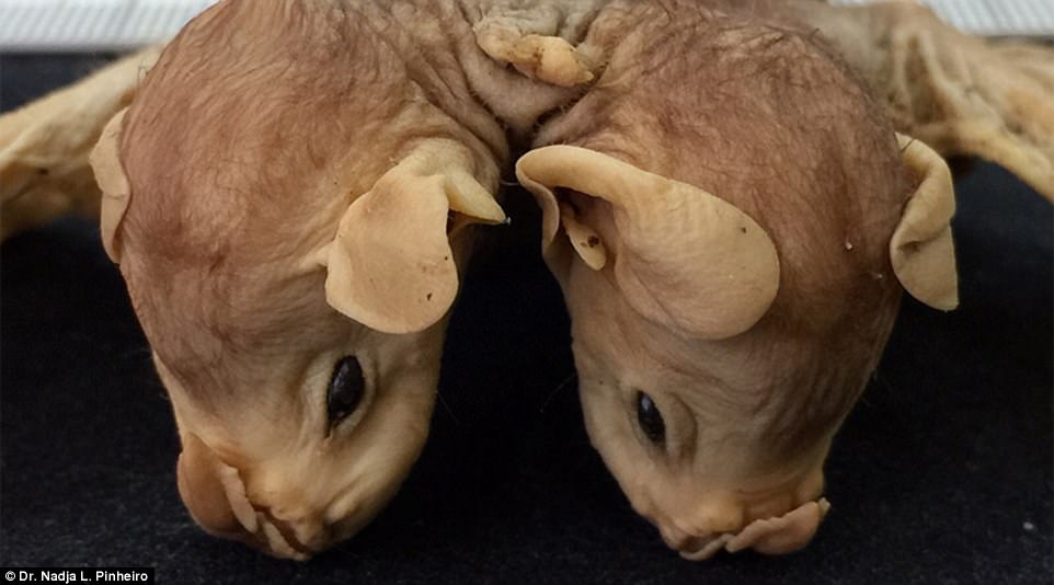 Tìm thấy xác dơi hai đầu dính liền thân kỳ lạ tại Brazil - Ảnh 2. Tìm thấy xác dơi hai đầu dính liền thân kỳ lạ tại Brazil - Ảnh 2.