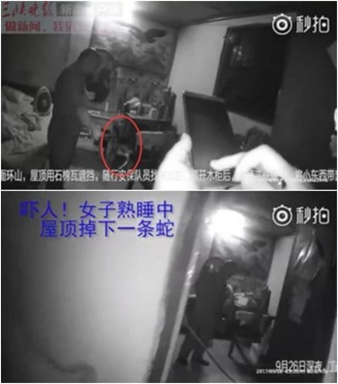 Đang say giấc nồng, người phụ nữ giật mình hoảng hốt khi thấy con rắn rơi xuống trần nhà - Ảnh 1. Đang say giấc nồng, người phụ nữ giật mình hoảng hốt khi thấy con rắn rơi xuống trần nhà - Ảnh 1.