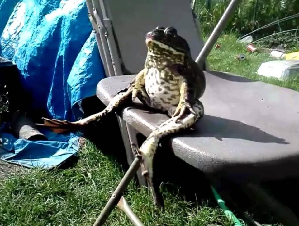 11 kiểu tạo dáng chụp ảnh tự sướng của các loài động vật - Ảnh 9. 11 kiểu tạo dáng chụp ảnh tự sướng của các loài động vật - Ảnh 9.