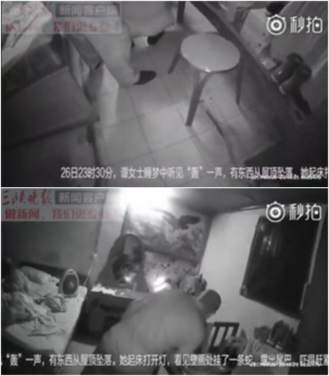 Đang say giấc nồng, người phụ nữ giật mình hoảng hốt khi thấy con rắn rơi xuống trần nhà - Ảnh 2. Đang say giấc nồng, người phụ nữ giật mình hoảng hốt khi thấy con rắn rơi xuống trần nhà - Ảnh 2.