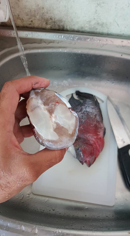 Anh chàng chơi sang mua cá la hán giá hơn chục triệu đồng về rán ăn chơi - Ảnh 2. Anh chàng chơi sang mua cá la hán giá hơn chục triệu đồng về rán ăn chơi - Ảnh 2.