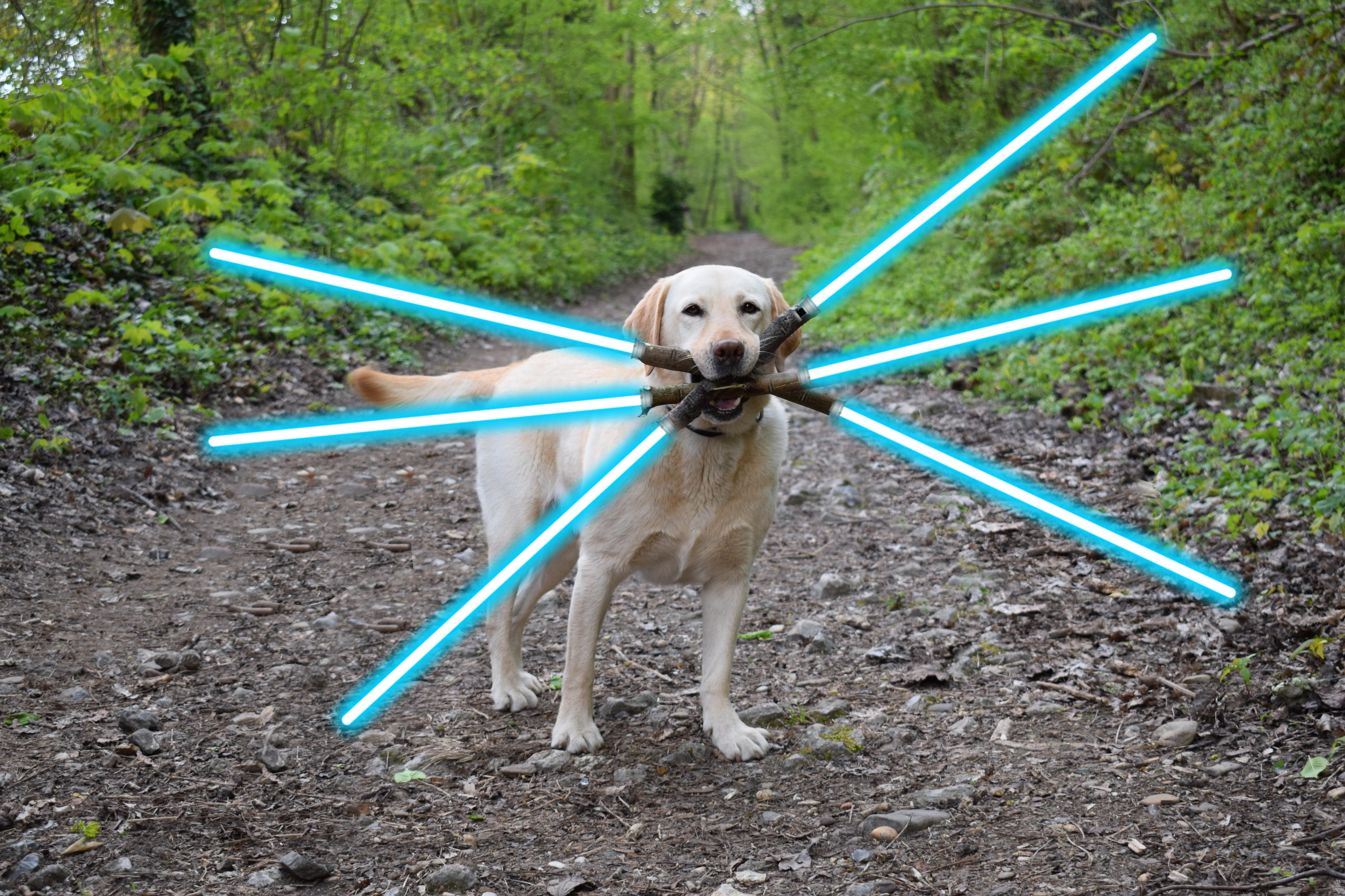 Chú chó ngáo ngơ trở thành nạn nhân của các thánh chế ảnh - Ảnh 2. Chú chó ngáo ngơ trở thành nạn nhân của các thánh chế ảnh - Ảnh 2.