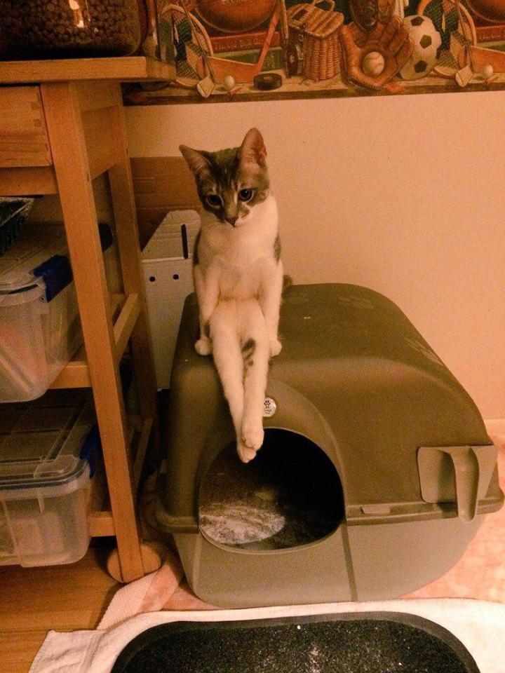 11 kiểu tạo dáng chụp ảnh tự sướng của các loài động vật - Ảnh 17. 11 kiểu tạo dáng chụp ảnh tự sướng của các loài động vật - Ảnh 17.