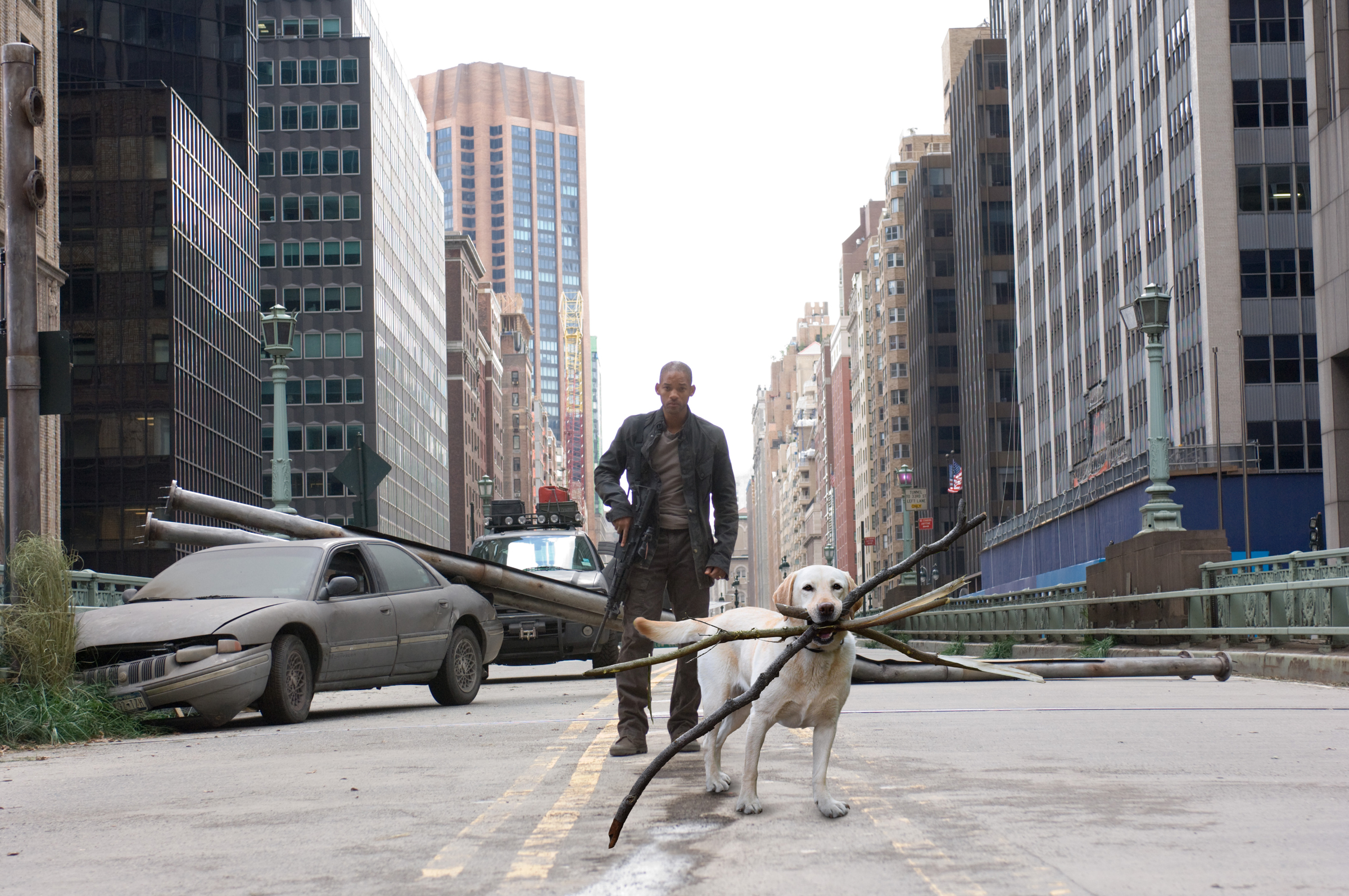 Chú chó ngáo ngơ trở thành nạn nhân của các thánh chế ảnh - Ảnh 18. Chú chó ngáo ngơ trở thành nạn nhân của các thánh chế ảnh - Ảnh 18.