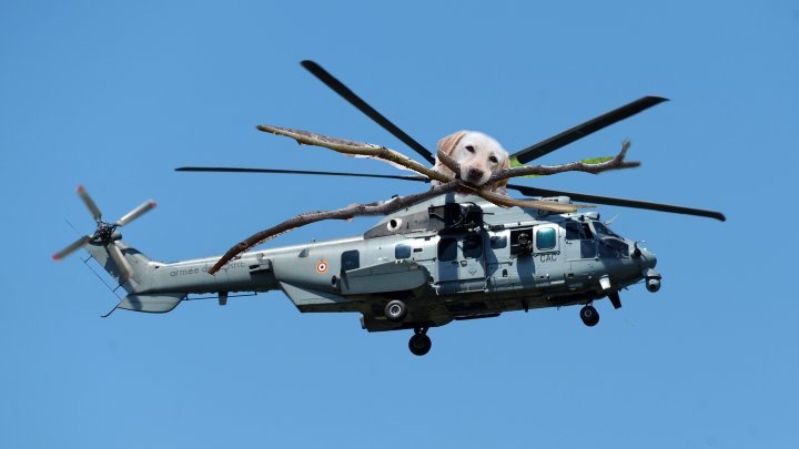 Chú chó ngáo ngơ trở thành nạn nhân của các thánh chế ảnh - Ảnh 10. Chú chó ngáo ngơ trở thành nạn nhân của các thánh chế ảnh - Ảnh 10.