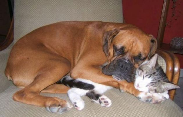 13 chú chó có số có má trong giới ao hồ động vật - Ảnh 25. 13 chú chó có số có má trong giới ao hồ động vật - Ảnh 25.