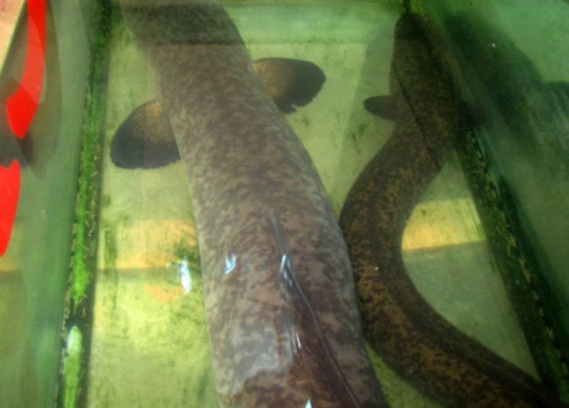 Ngắm cá lệch khủng dài 2m, nặng 20kg được bán với giá 20 triệu đồng ở Nghệ An - Ảnh 2. Ngắm cá lệch khủng dài 2m, nặng 20kg được bán với giá 20 triệu đồng ở Nghệ An - Ảnh 2.