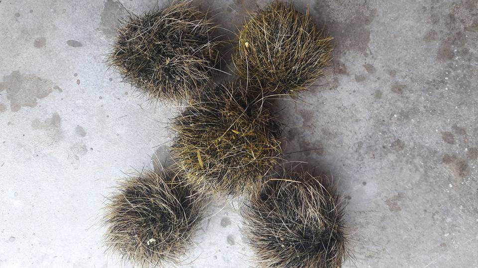 Người dân Nghệ An đổ xô đi xem 5 vật thể lạ nghi “cát lợn” quý hiếm - Ảnh 2. Người dân Nghệ An đổ xô đi xem 5 vật thể lạ nghi “cát lợn” quý hiếm - Ảnh 2.