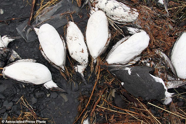 Nguyên nhân này đã khiến hàng chục ngàn chú chim chết bất thường dọc bãi biển Alaska - Ảnh 2.