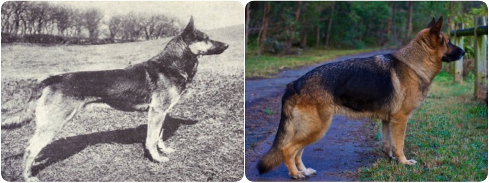 Chó bẹc-giê Đức đang chết dần chết mòn do ý thích của con người - Ảnh 2. Chó bẹc-giê Đức đang chết dần chết mòn do ý thích của con người - Ảnh 2.