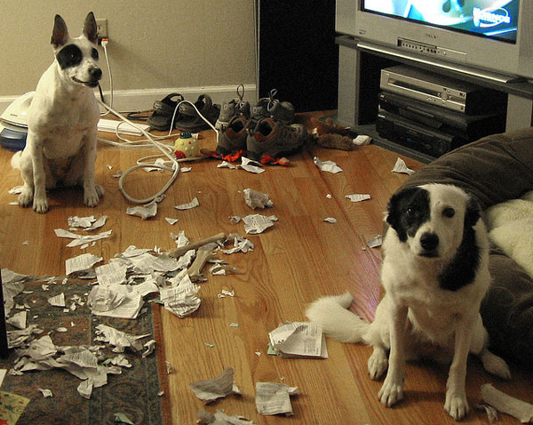 dogs-that-made-a-mess-1491552597942.jpg
