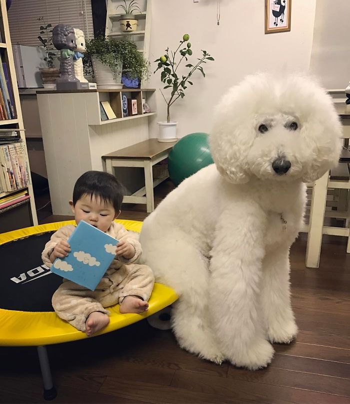 Ngắm nhìn tình bạn đáng yêu của bé gái và chú chó poodle - Ảnh 25. Ngắm nhìn tình bạn đáng yêu của bé gái và chú chó poodle - Ảnh 25.