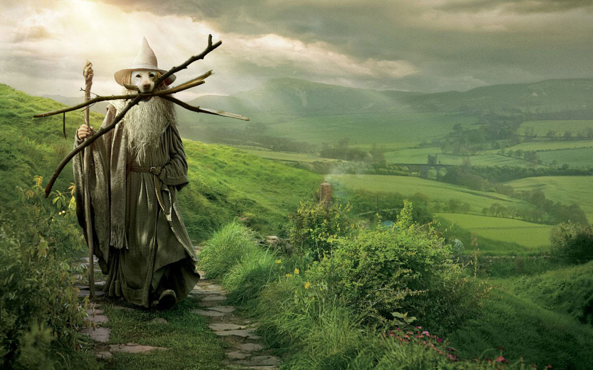 Chú chó ngáo ngơ trở thành nạn nhân của các thánh chế ảnh - Ảnh 22. Chú chó ngáo ngơ trở thành nạn nhân của các thánh chế ảnh - Ảnh 22.