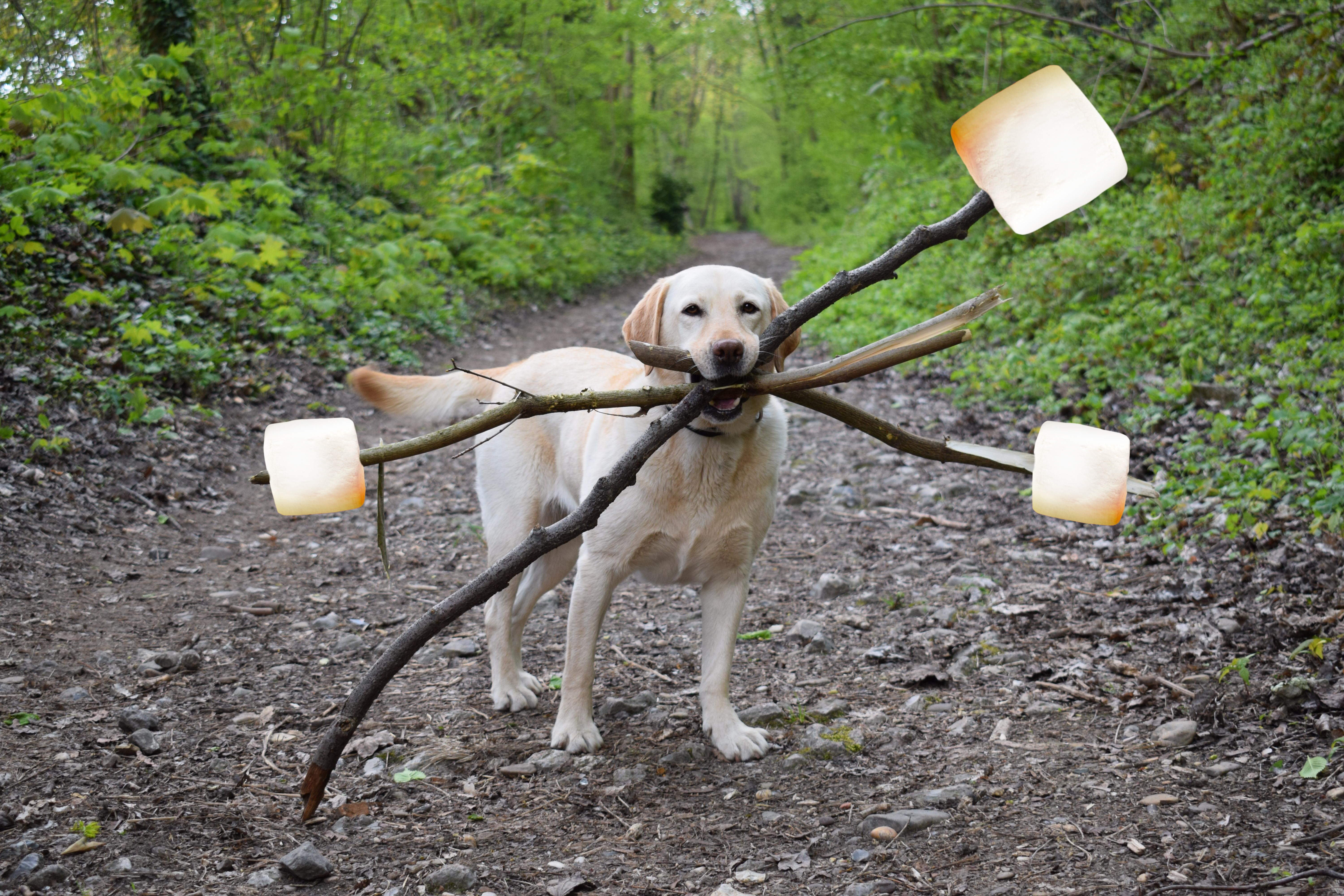 Chú chó ngáo ngơ trở thành nạn nhân của các thánh chế ảnh - Ảnh 4. Chú chó ngáo ngơ trở thành nạn nhân của các thánh chế ảnh - Ảnh 4.