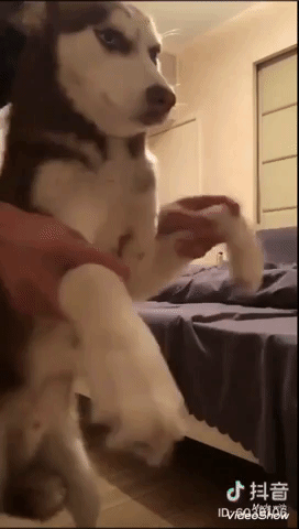 Cạn lời em chó Husky khi bị chủ mang ra làm trò Can loi em cho Husky khi bi chu mang ra lam tro