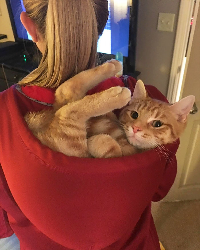 22 chú mèo mặt dày bạ đâu cũng nằm đấy không biết xấu hổ là gì - Ảnh 41. 22 chú mèo mặt dày bạ đâu cũng nằm đấy không biết xấu hổ là gì - Ảnh 41.