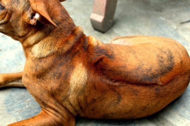 Việt Nam đang sở hữu một trong những loài chó hiếm và đắt nhất trên thế giới mà không ai biết - Ảnh 5.