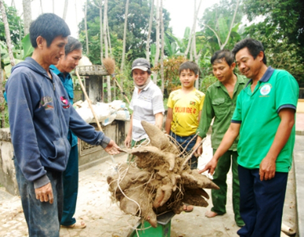 Xôn xao củ khoai vạc rồng ‘khủng’ nặng 73kg ở Nghệ An - Ảnh 2.