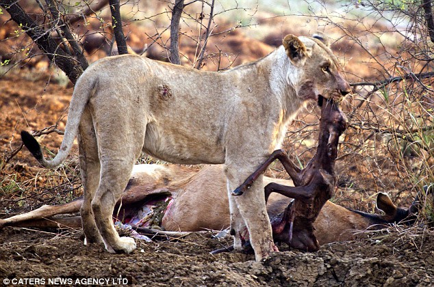 Sư tử cái phát hiện con mồi mình vừa giết đang mang bầu, điều mà nó làm sau đó khiến ai cũng kinh ngạc - Ảnh 3.