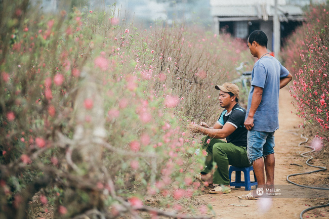 Mùa đông quá ngắn, bạn buồn vì không được mặc đồ lạnh, còn với các làng hoa ở Hà Nội - họ mất Tết! - Ảnh 12. Mùa đông quá ngắn, bạn buồn vì không được mặc đồ lạnh, còn với các làng hoa ở Hà Nội - họ mất Tết! - Ảnh 12.