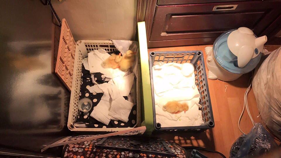 Mua trứng vịt lộn về chăm cún cưng, cô gái trẻ bỗng trở thành bà mẹ bất đắc dĩ của cả đàn vịt con - Ảnh 2. Mua trứng vịt lộn về chăm cún cưng, cô gái trẻ bỗng trở thành bà mẹ bất đắc dĩ của cả đàn vịt con - Ảnh 2.