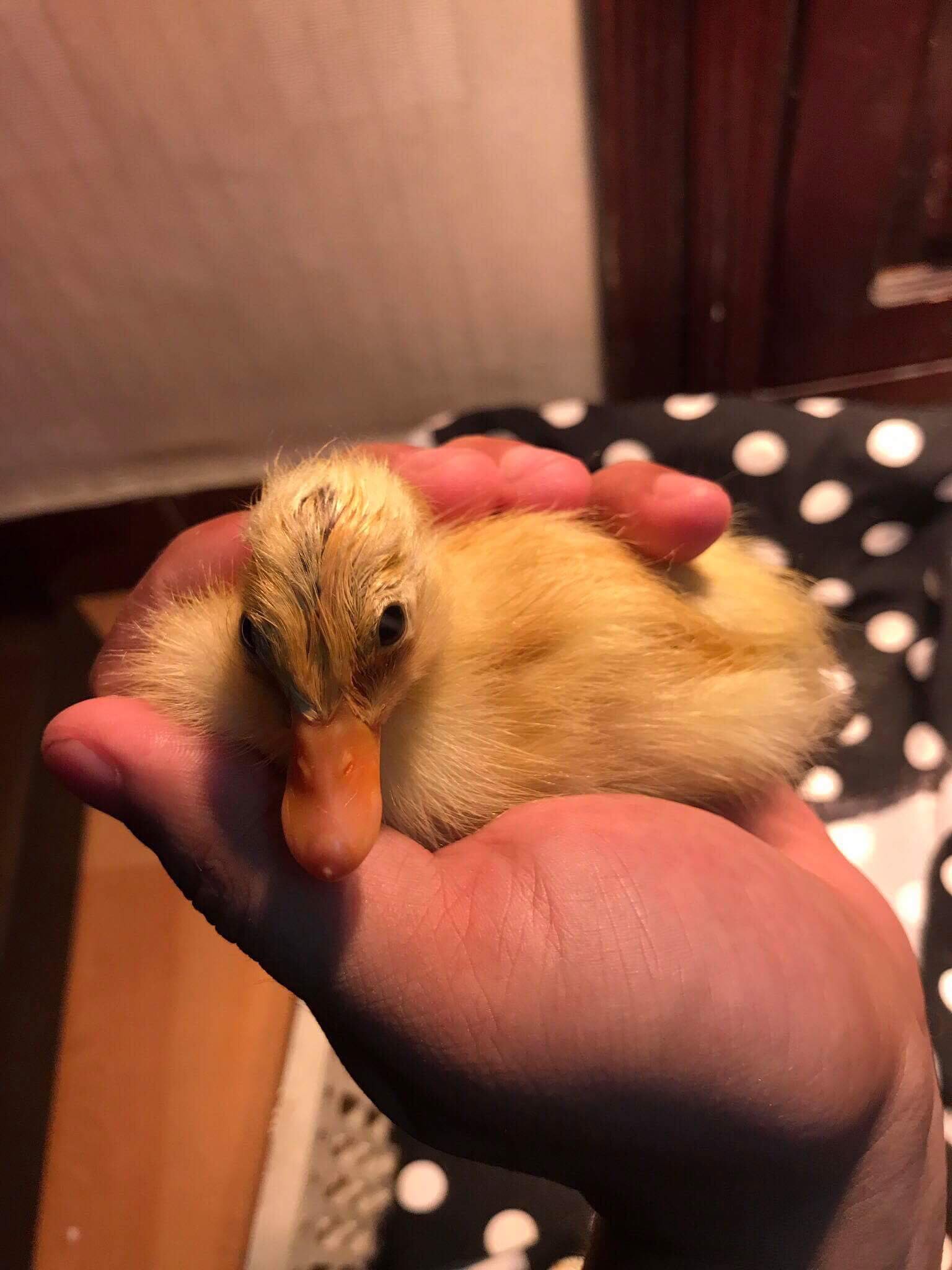 Mua trứng vịt lộn về chăm cún cưng, cô gái trẻ bỗng trở thành bà mẹ bất đắc dĩ của cả đàn vịt con - Ảnh 3. Mua trứng vịt lộn về chăm cún cưng, cô gái trẻ bỗng trở thành bà mẹ bất đắc dĩ của cả đàn vịt con - Ảnh 3.