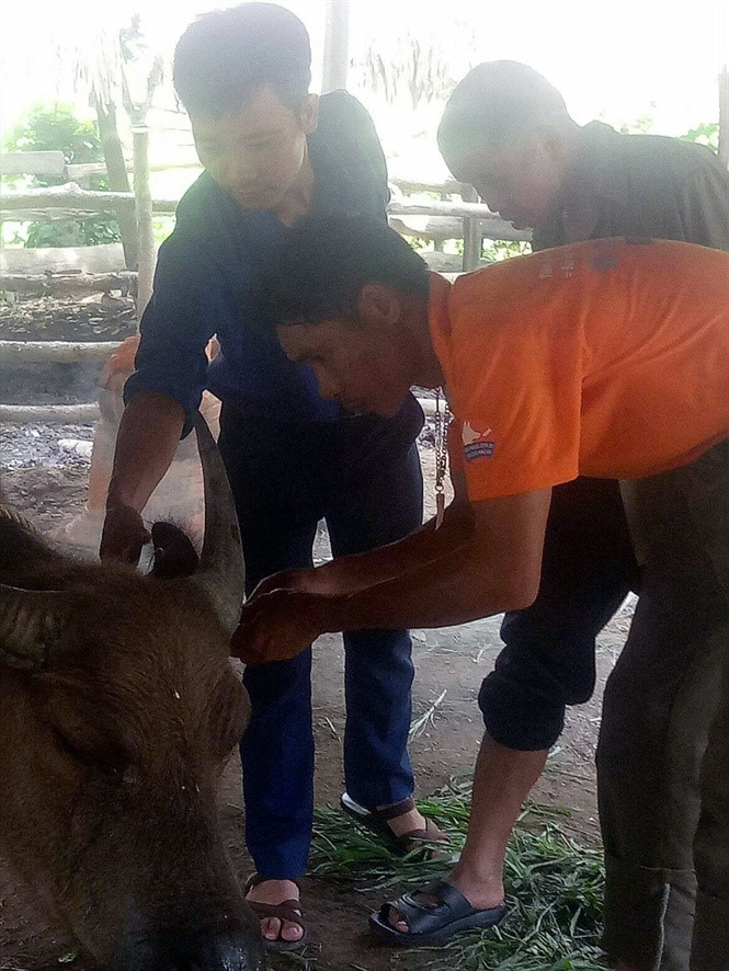 Dịch tụ huyết trùng xuất hiện tại miền núi khiến hàng chục trâu bò bị chết - Ảnh 1. Dịch tụ huyết trùng xuất hiện tại miền núi khiến hàng chục trâu bò bị chết - Ảnh 1.