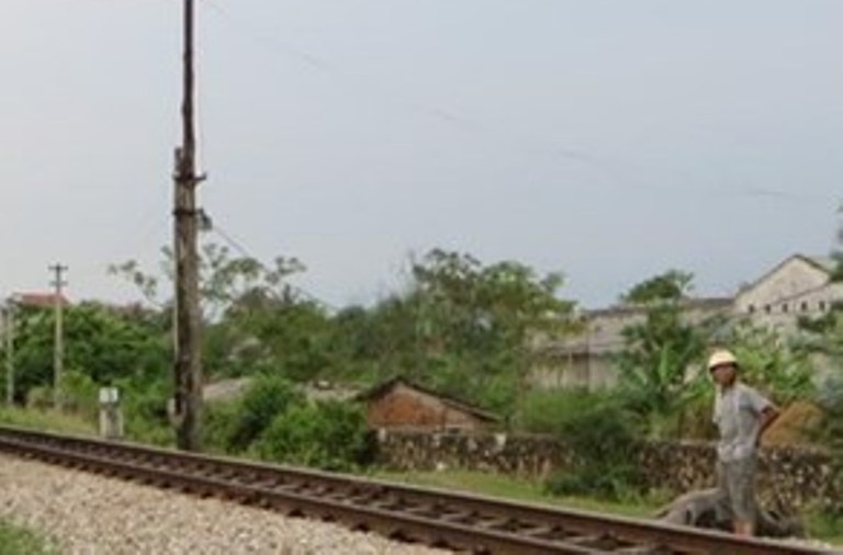 Chạy qua đường ngang dân sinh, 7 con trâu bị tàu hỏa tông chết - Ảnh 1. Chạy qua đường ngang dân sinh, 7 con trâu bị tàu hỏa tông chết - Ảnh 1.