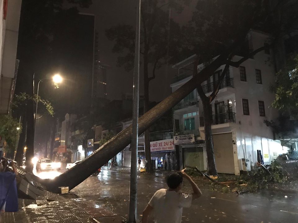 Mưa gió kinh hoàng, cây cổ thụ bật gốc đổ sập trước nhà dân ở Sài Gòn khiến nhiều người sợ hãi - Ảnh 1. Mưa gió kinh hoàng, cây cổ thụ bật gốc đổ sập trước nhà dân ở Sài Gòn khiến nhiều người sợ hãi - Ảnh 1.