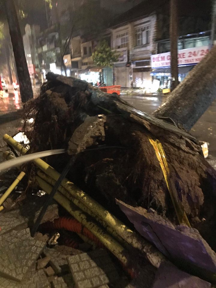 Mưa gió kinh hoàng, cây cổ thụ bật gốc đổ sập trước nhà dân ở Sài Gòn khiến nhiều người sợ hãi - Ảnh 3. Mưa gió kinh hoàng, cây cổ thụ bật gốc đổ sập trước nhà dân ở Sài Gòn khiến nhiều người sợ hãi - Ảnh 3.