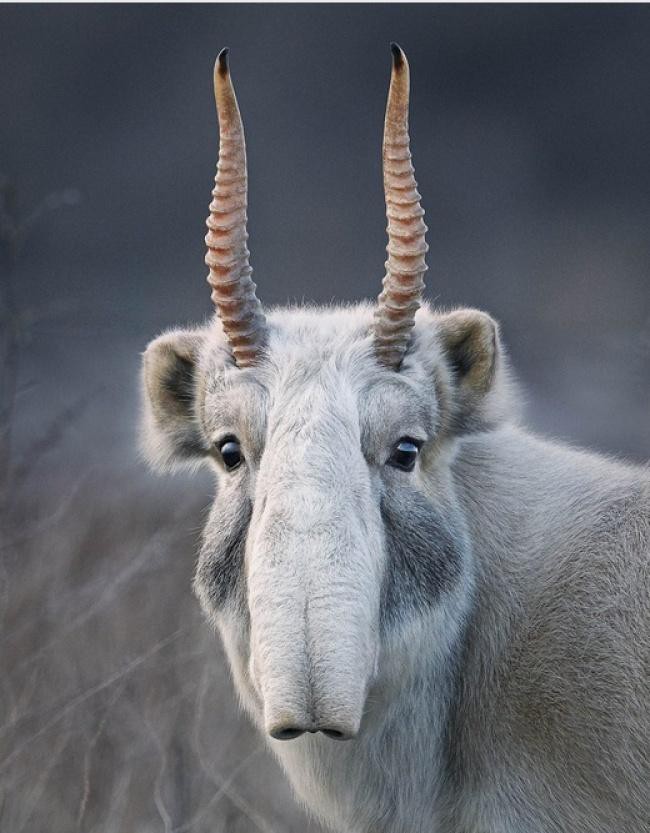 Động lòng ánh mắt trong bộ ảnh các loài động vật có nguy cơ tuyệt chủng - Ảnh 11.