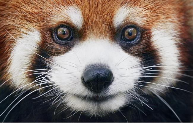 Động lòng ánh mắt trong bộ ảnh các loài động vật có nguy cơ tuyệt chủng - Ảnh 5.