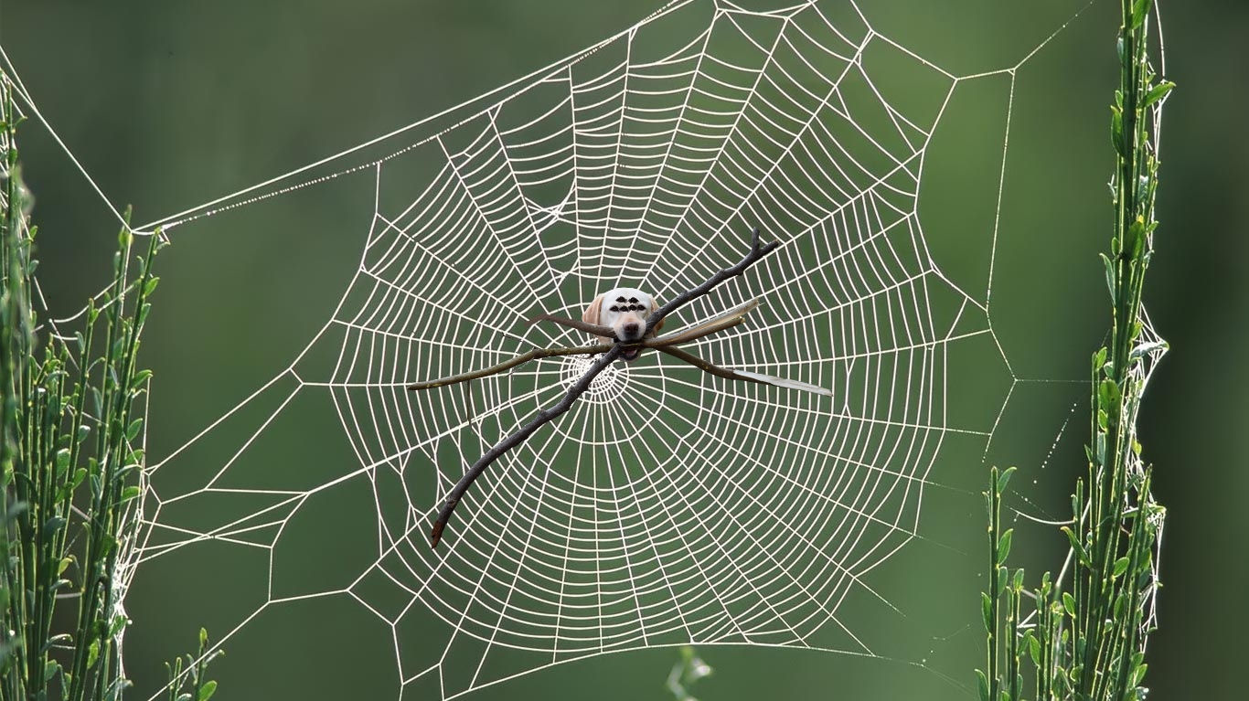 Chú chó ngáo ngơ trở thành nạn nhân của các thánh chế ảnh - Ảnh 14. Chú chó ngáo ngơ trở thành nạn nhân của các thánh chế ảnh - Ảnh 14.