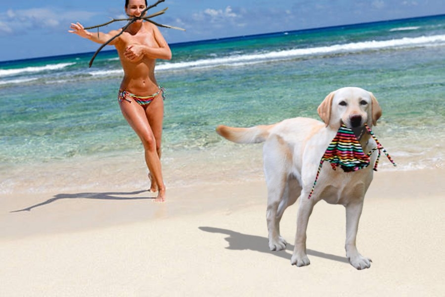 Chú chó ngáo ngơ trở thành nạn nhân của các thánh chế ảnh - Ảnh 20. Chú chó ngáo ngơ trở thành nạn nhân của các thánh chế ảnh - Ảnh 20.