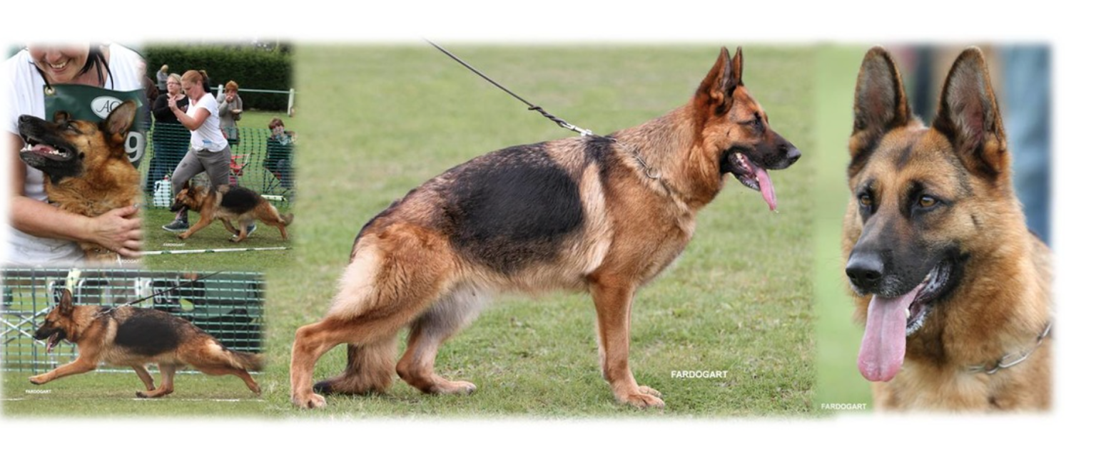 Chó bẹc-giê Đức đang chết dần chết mòn do ý thích của con người - Ảnh 1. Chó bẹc-giê Đức đang chết dần chết mòn do ý thích của con người - Ảnh 1.