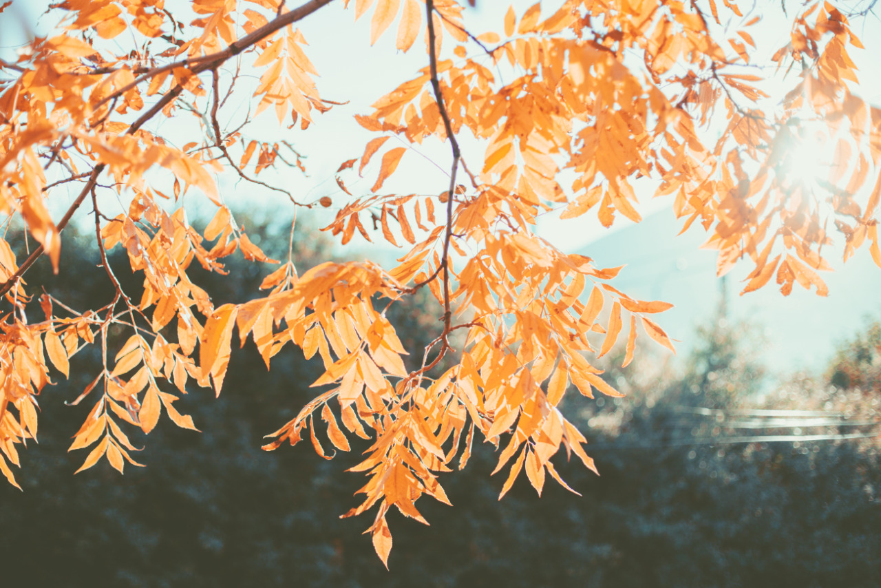 Lật tẩy kẻ giấu mặt khiến tâm trạng chúng ta luôn tụt mood vào mùa thu - Ảnh 2. Lật tẩy kẻ giấu mặt khiến tâm trạng chúng ta luôn tụt mood vào mùa thu - Ảnh 2.