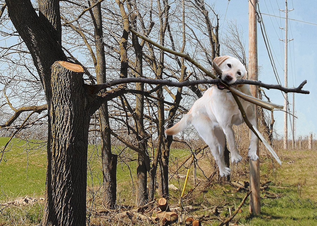 Chú chó ngáo ngơ trở thành nạn nhân của các thánh chế ảnh - Ảnh 8. Chú chó ngáo ngơ trở thành nạn nhân của các thánh chế ảnh - Ảnh 8.