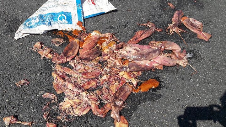 Hà Tĩnh: Xe tải chôn lấp 6 tấn mực thối gần bờ đê, hàng trăm người dân vây quanh phản đối - Ảnh 2. Hà Tĩnh: Xe tải chôn lấp 6 tấn mực thối gần bờ đê, hàng trăm người dân vây quanh phản đối - Ảnh 2.