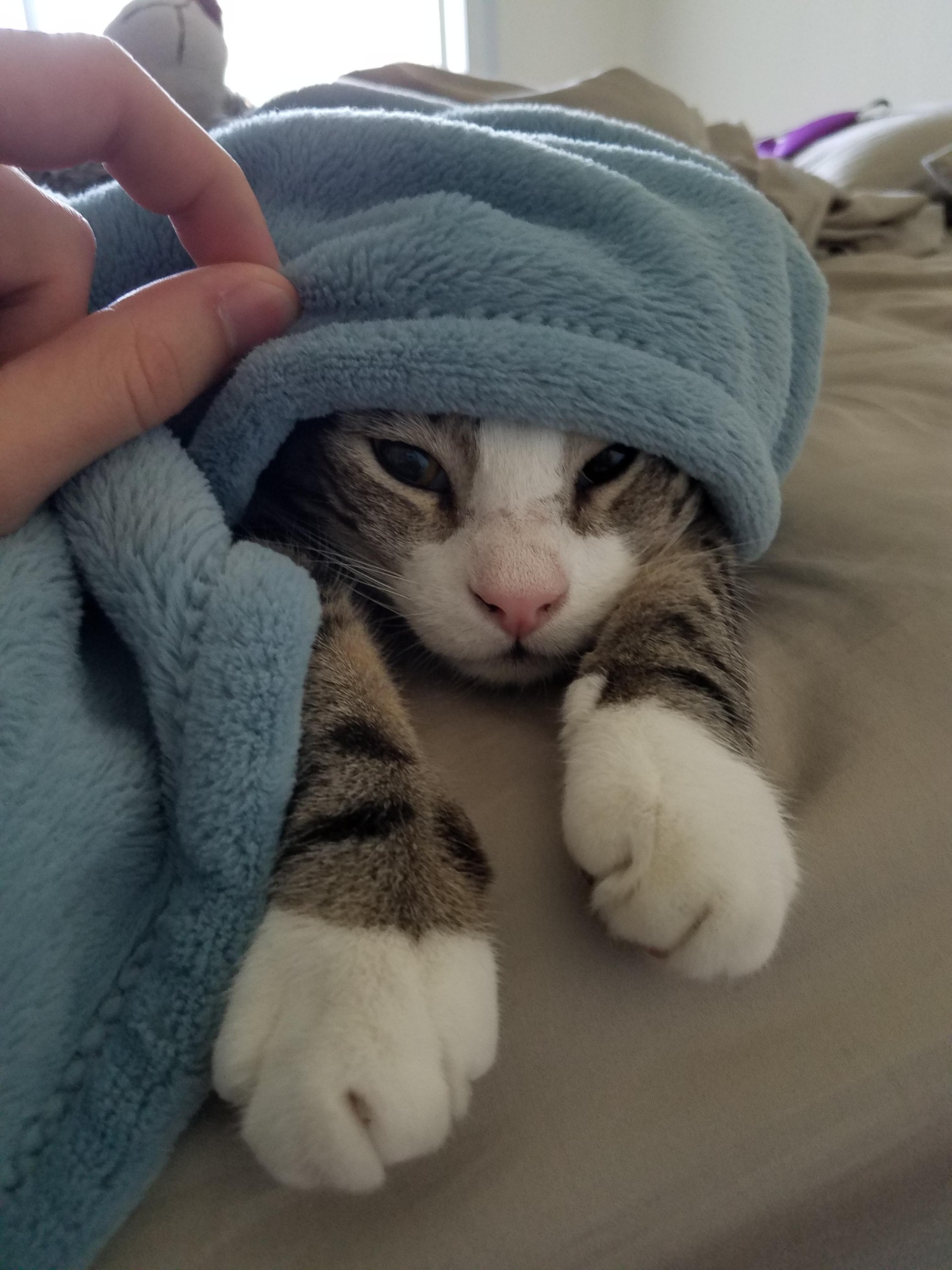 Chân dung 15 boss mèo lười nhác chỉ thích nằm cuộn tròn trong chăn - Ảnh 1. Chân dung 15 boss mèo lười nhác chỉ thích nằm cuộn tròn trong chăn - Ảnh 1.