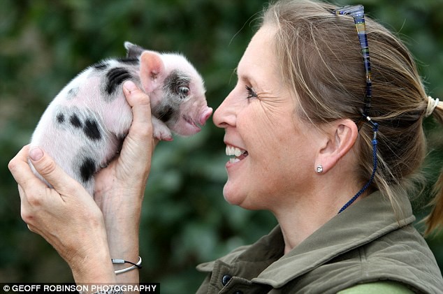 Trung Quốc: Sinh viên lén nuôi lợn cảnh mini trong kí túc xá, ai ngờ càng nuôi nó càng to như lợn thịt khiến chủ không biết giải quyết sao - Ảnh 2.