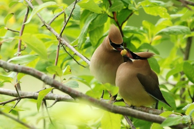 Tiết lộ thú vị từ khoa học: Loài chim cũng sở hữu hormone tình yêu giống con người - ảnh 1