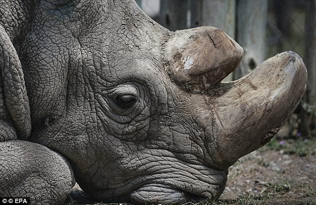Rực sáng hy vọng hồi sinh loài tê giác trắng mới tuyệt chủng - Ảnh 1.