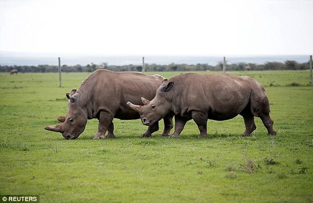 Rực sáng hy vọng hồi sinh loài tê giác trắng mới tuyệt chủng - Ảnh 2.