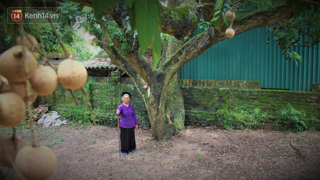Hà Nội: Cận cảnh cây nhãn tổ khổng lồ 130 tuổi, mỗi năm thu hoạch gần một tấn quả  - Ảnh 3.