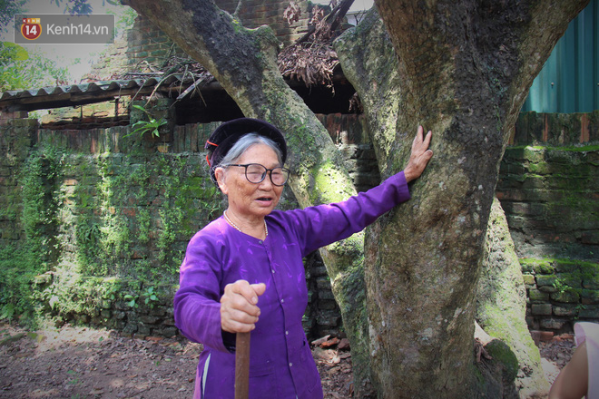 Hà Nội: Cận cảnh cây nhãn tổ khổng lồ 130 tuổi, mỗi năm thu hoạch gần một tấn quả  - Ảnh 10.
