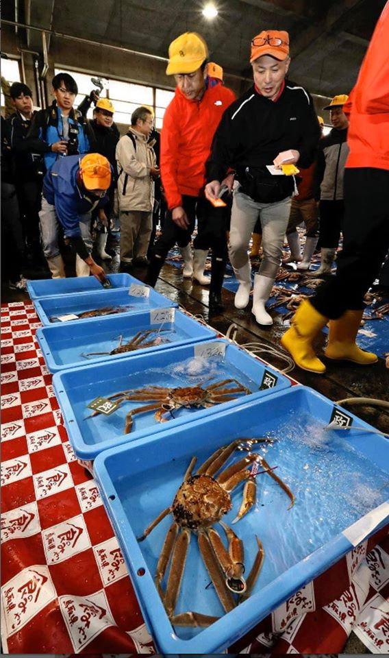 Choáng váng: Cận cảnh con cua biển vừa xác lập kỷ lục đắt nhất thế giới ở Nhật với giá hơn 1 tỷ đồng! - Ảnh 4.