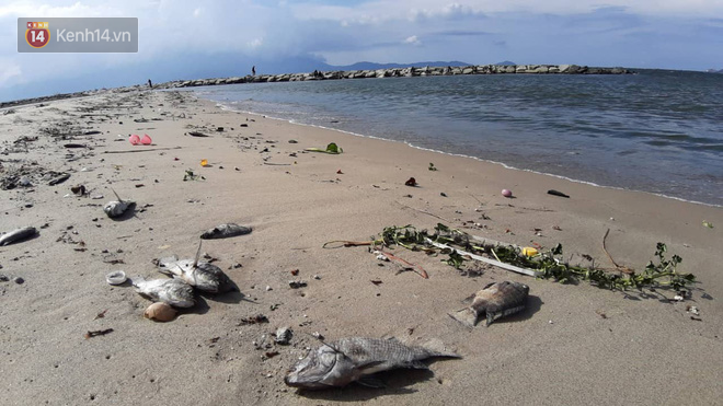 Cá chết hàng loạt dạt vào bờ biển Đà Nẵng khiến người dân lo lắng - Ảnh 1.