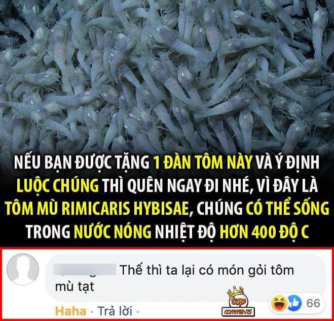 Loại tôm cứng đầu nhất thế giới, thách thức hàng loạt đầu bếp: lý do phía sau vô cùng bất ngờ - Ảnh 4. Loại tôm cứng đầu nhất thế giới, thách thức hàng loạt đầu bếp: lý do phía sau vô cùng bất ngờ - Ảnh 4.