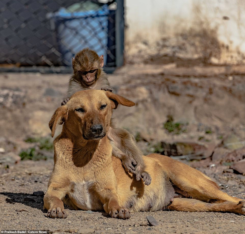 Mẹ qua đời vì bị đầu độc, khỉ con được chó nhận nuôi và tình mẫu ...